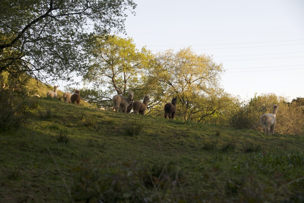 Rebaño de alpacas hembra en Llanos. Alpacas de la Tierruca.