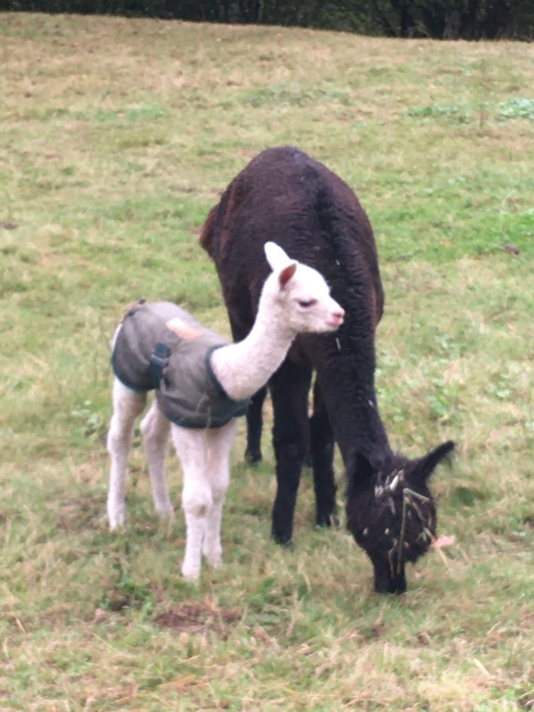 Madre de alpaca y su cría recién nacida con abrigo para protegerla de la humedad.
