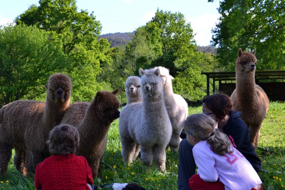 visitas-alpacas-con-ninios-actividades-granjas