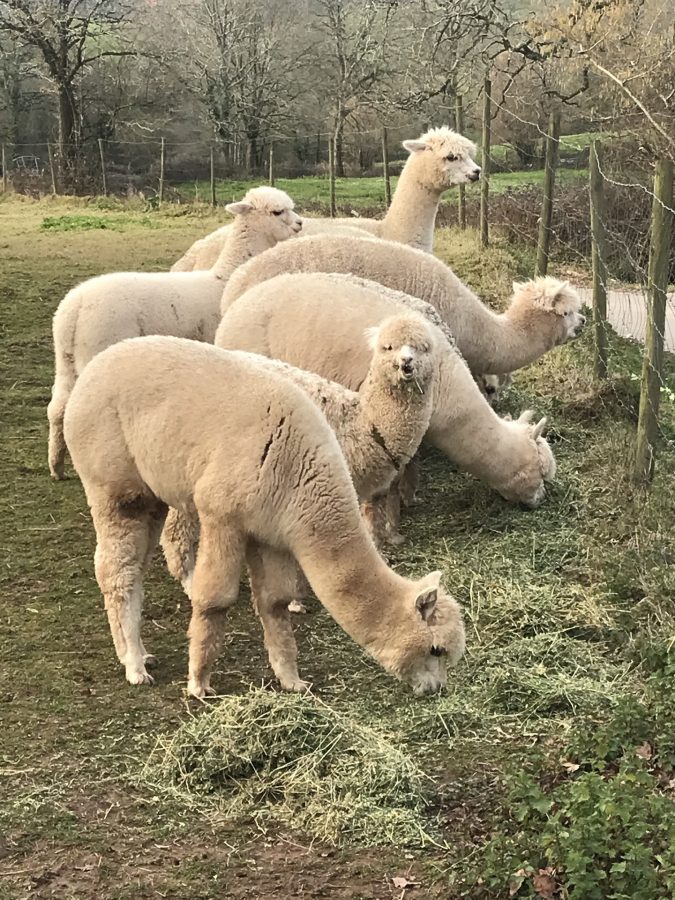 El Ciclo De La Vida Montas Y Partos De Alpacas Alpacas De La El Ciclo De La Vida Montas Y Partos De Alpacas Alpacas De La