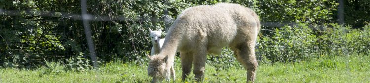 Matilda, hembra de alpaca comiendo pasto con su cría recien nacida